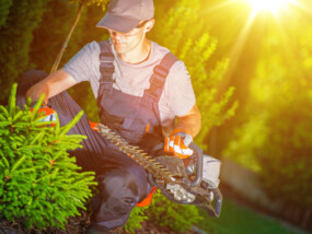 Professional Garden Worker. Gardener at Work with Hedge Trimmer in His Hand.